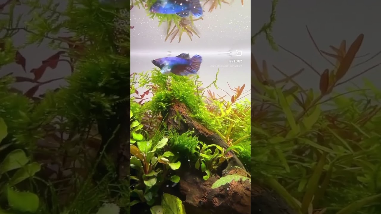 Beautiful female betta #betta #bettadumbo #bettafish #aquarium  #bettaaquarium #aquarius #fish