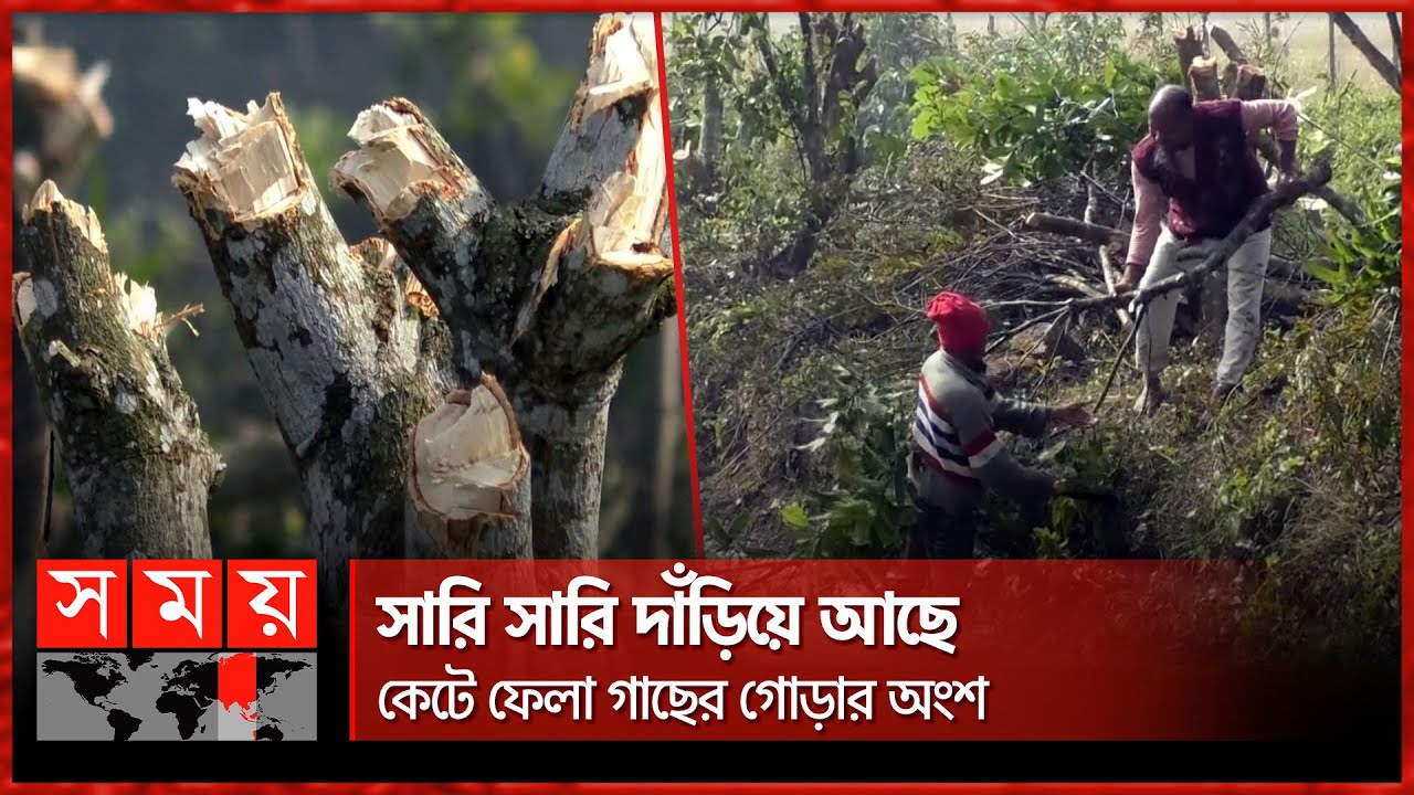 বরগুনায় পাঁচ শতাধিক ফলদ বৃক্ষ কেটে ফেলায় ক্ষুব্ধ স্থানীয়রা | Fruit Tree | Barguna News | Somoy TV
