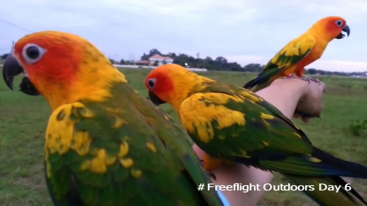 Sun Conure Freeflight Outdoors Day 6 (Ubon Ratchathani)
