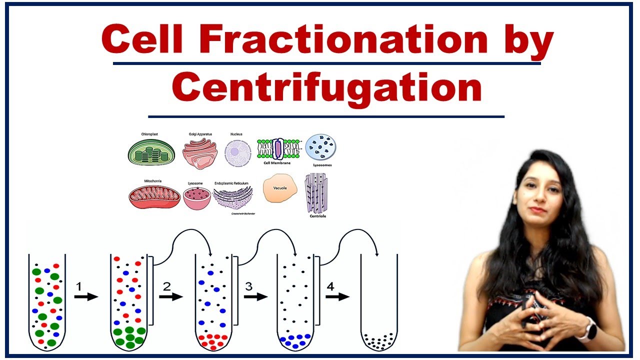 Cell Fractionation by Centrifugation I Differential Centrifugation I Techniques I Cell Biology