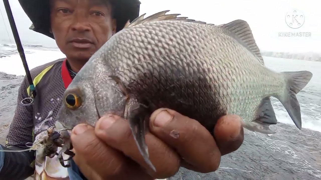PESCARIA SENSACIONAL:  SÓ DEU SARGO DE DENTE, BAIACU E SARGO DE BEIÇO! SHOW