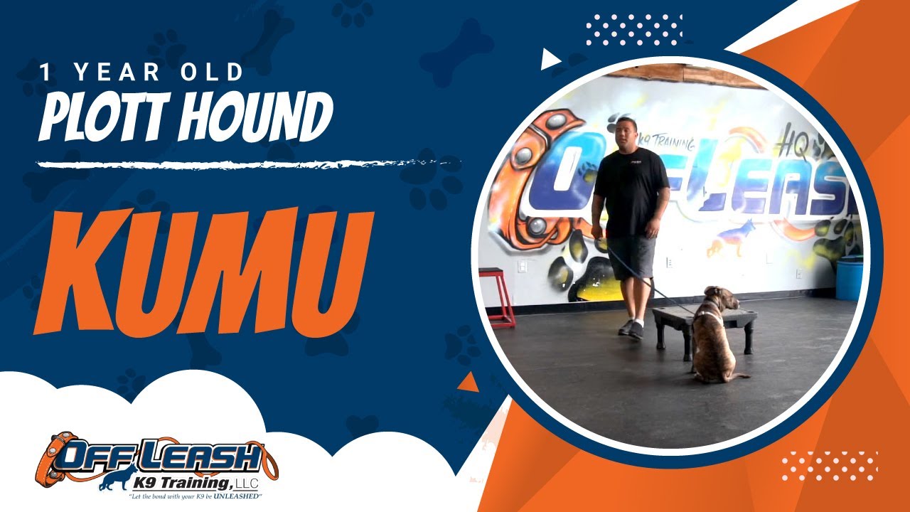 Plott Hound, Kumu | Plott Hound Dog Training