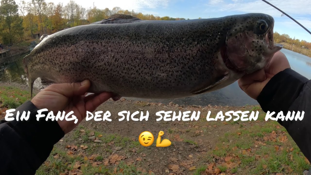 Der perfekte Tag am Angelsee Oker &ndash; 1x Lachsforelle, 4x Portionen!