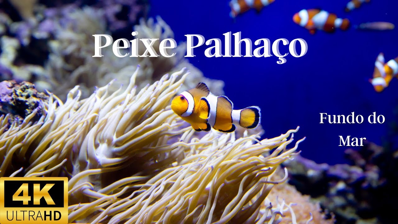 No Fundo do Mar com Peixe Palhaço 4K