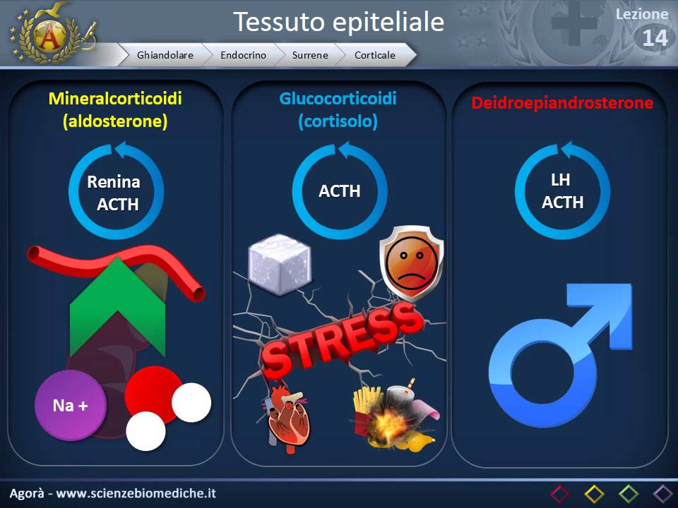 Istologia 14 - Endocrino - Reni e surreni