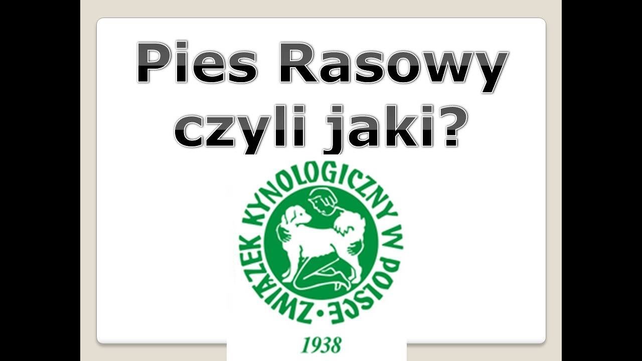 Amelia's Angels Pies rasowy rodow&oacute;d ZKWP