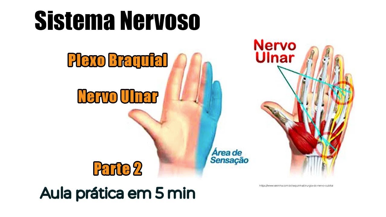 NERVO ULNAR, Toda a Inervação da mão - Parte 2 -  - Plexo braquial - Anatomia
