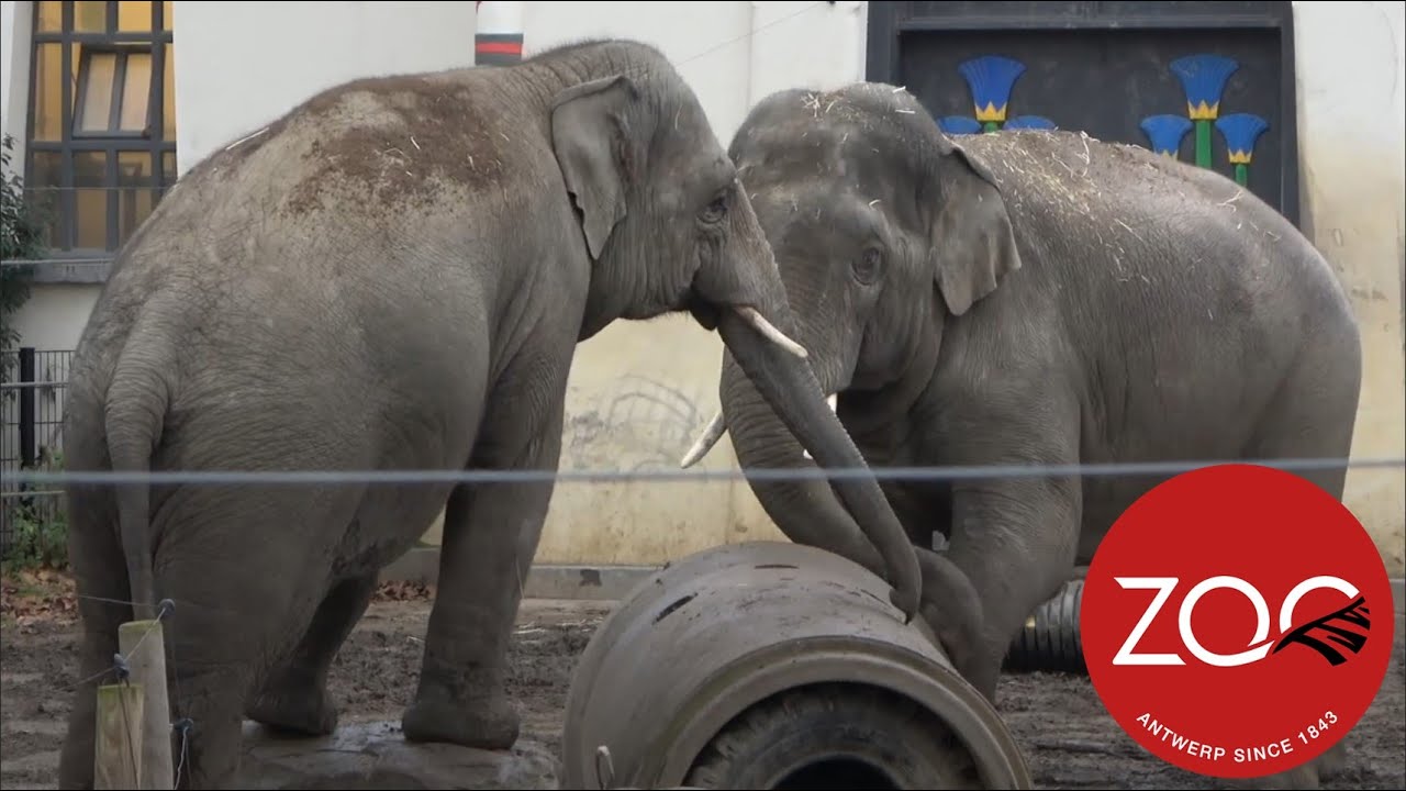 ZOO Antwerpen | Ontdek alle dieren! | Winter 2021 |【4K】