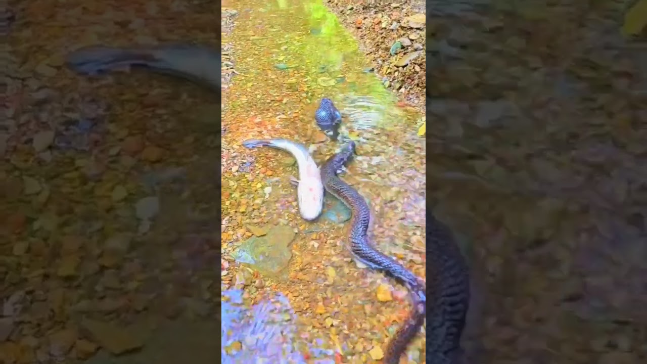 #fish #FakeDeath #sn2sg #sun8 #sun8ms #snake #fake #death #sunnight #sunnightmusic #instinct #gee #0