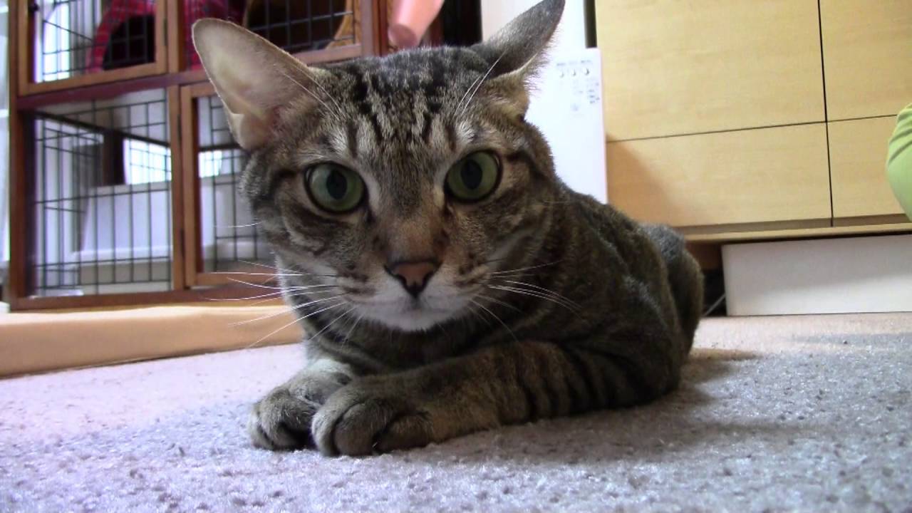 猫のブラッシングと爪切り