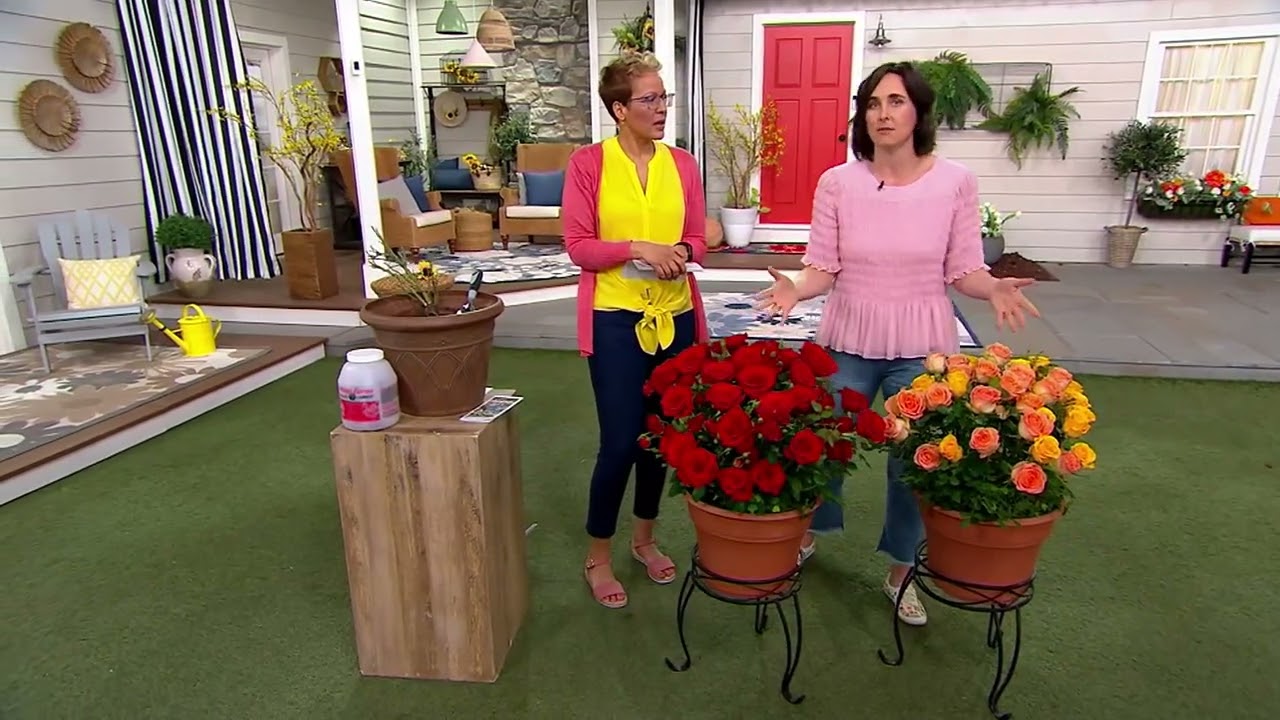 Cottage Farms 1-piece Flaming Rose Live Bareroot Shrub on QVC