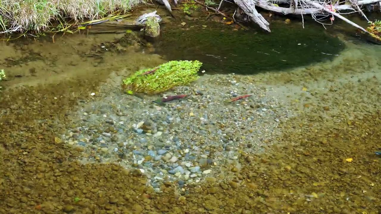 Sockeye Salmon Spawning Grounds on the Cedar River, WA