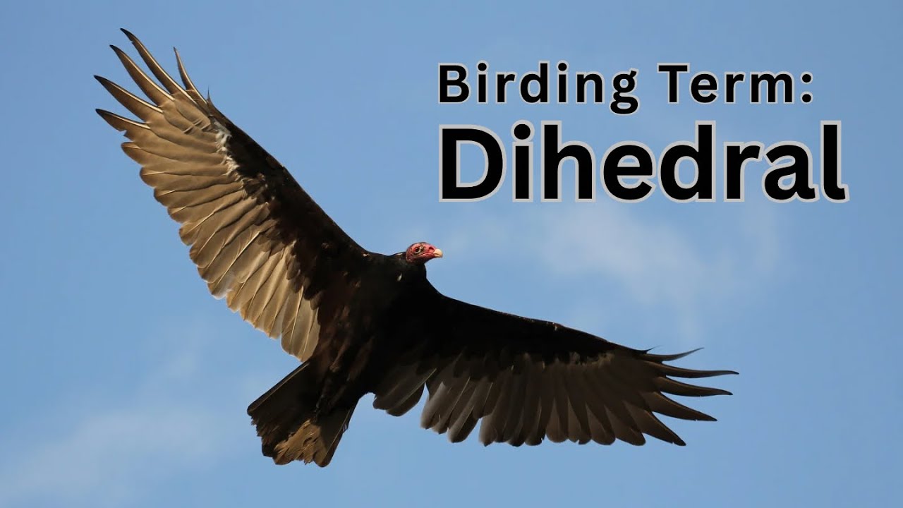 Birding Term: Dihedral