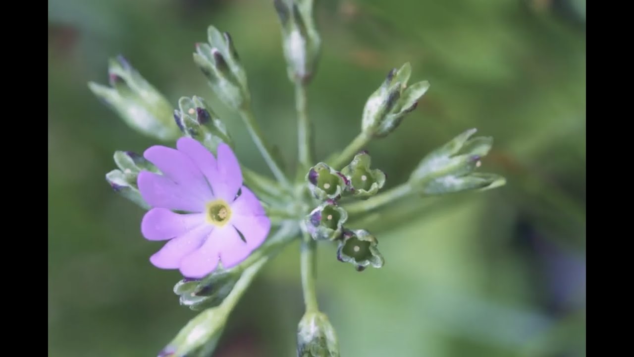 CGTN Nature: Mount Fanjing Series | Episode 4: Heralds of Spring