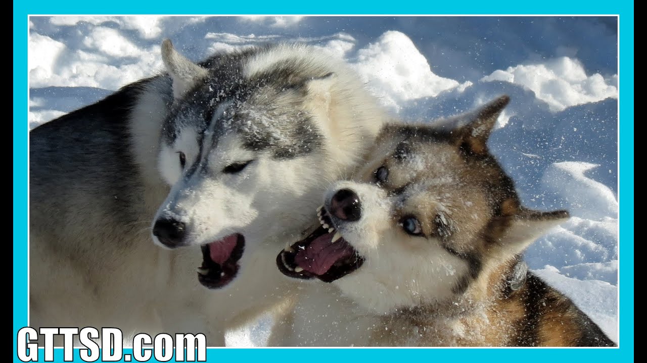 DOG FIGHT or Play | Fan Friday 181
