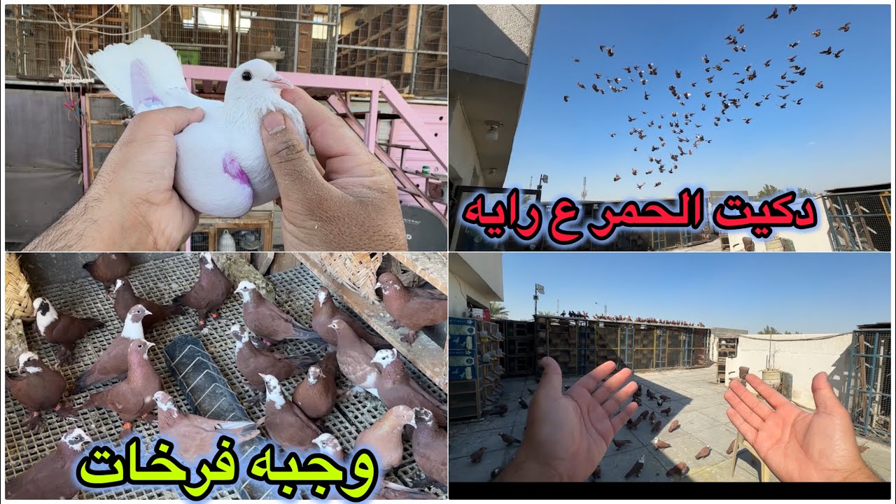 وجبه فرخات فوووول😎😎مطيار عالمي للحمر❤️