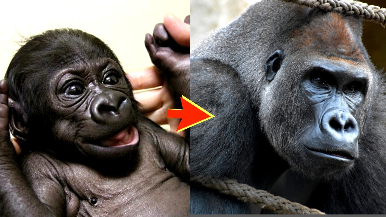 Tano: From Rejected Baby to Gorilla Leader