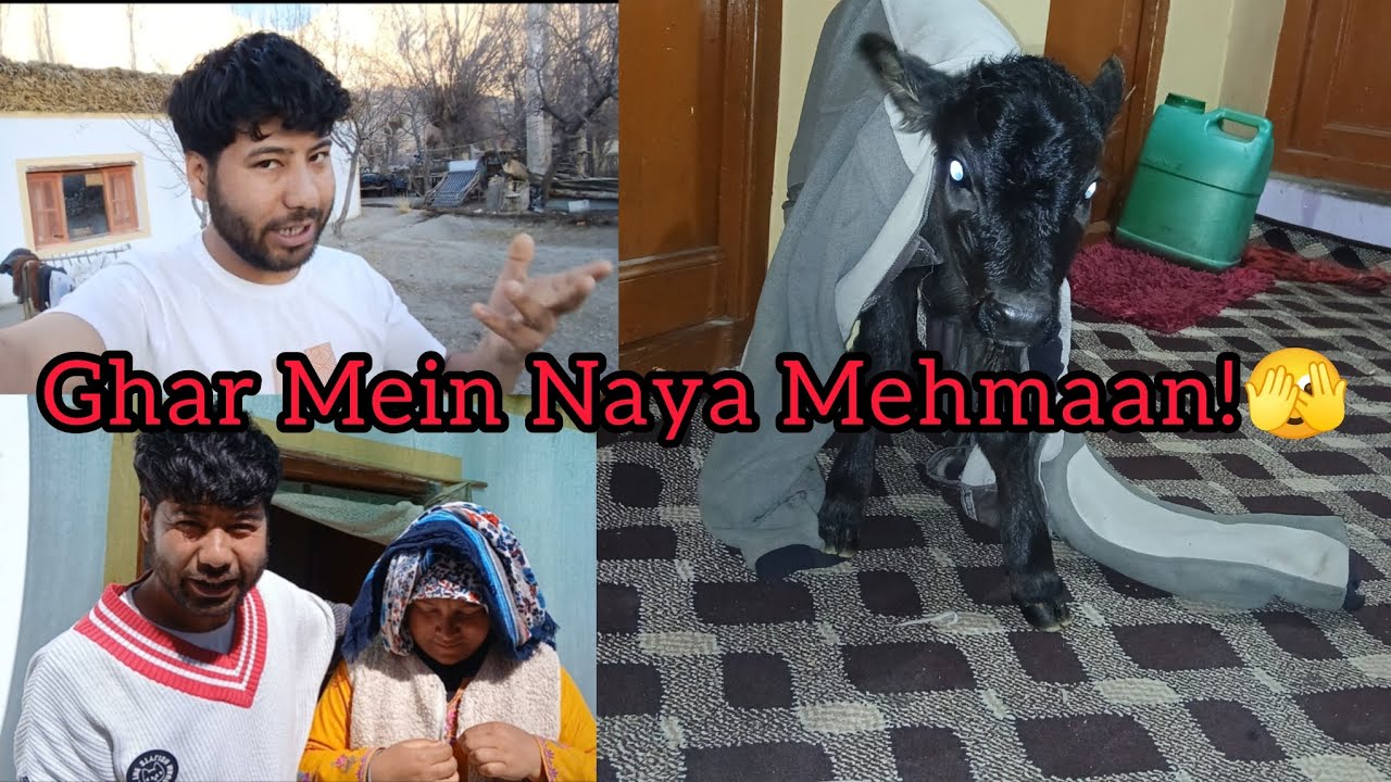 Aj Mera Gar Mai Cow 🐄 Ko Baby hua new Mehmaan 😀