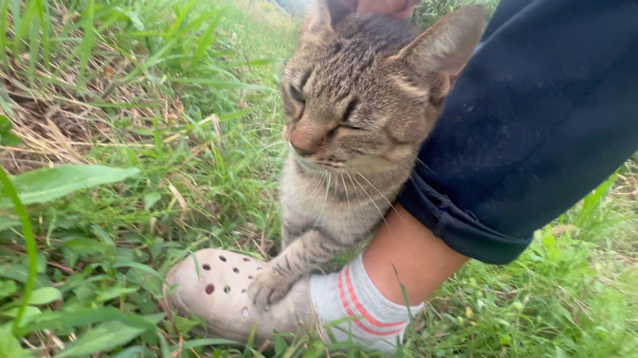 川に落ちとるのアンタんとこの猫か？
