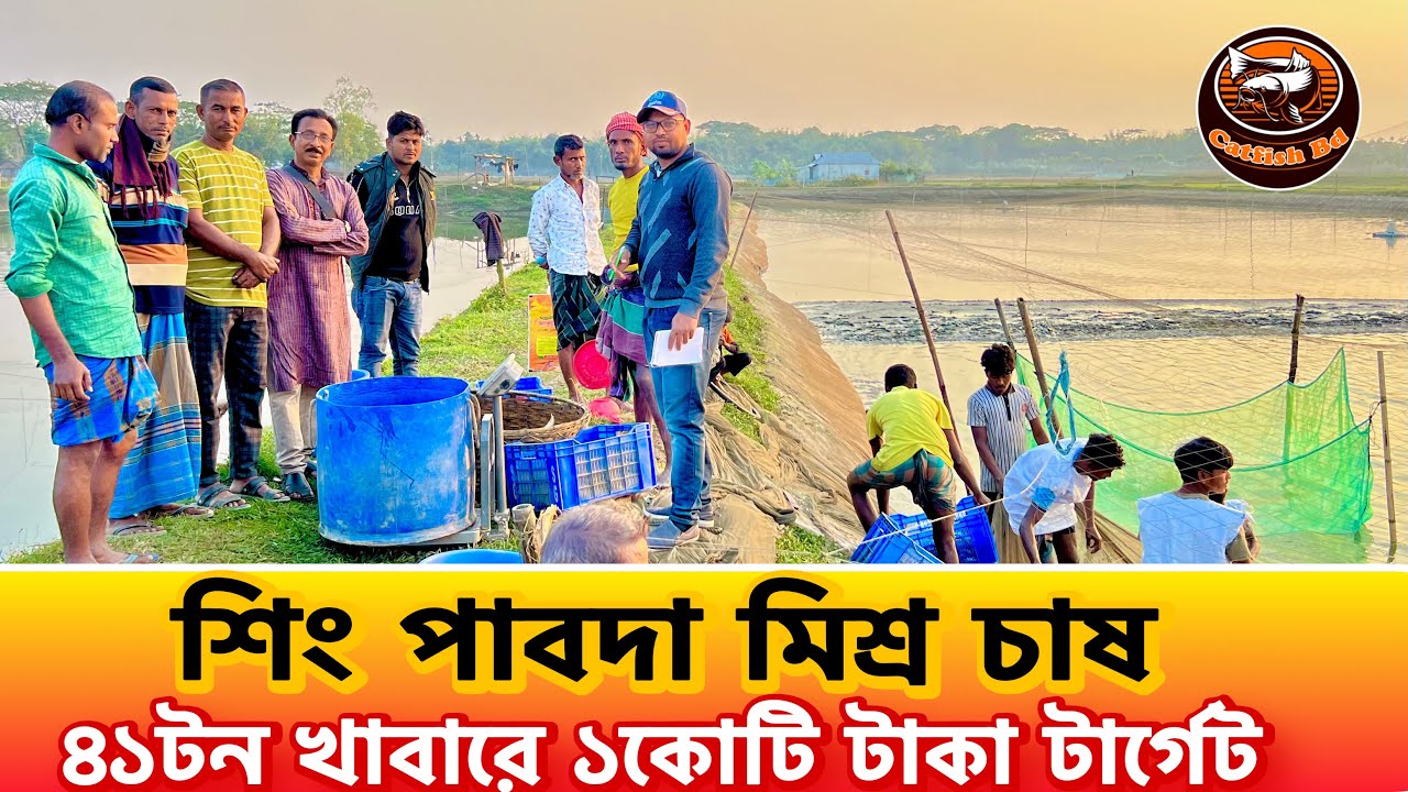 শিং পাবদা মিশ্র চাষ, ৪১টন খাবারে ১কোটি টার্গেট..|| catfish bd 