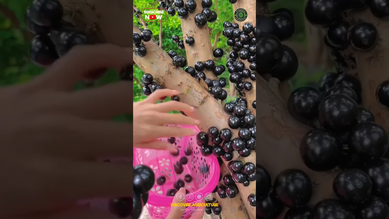 Jaboticaba Fruit Harvesting
