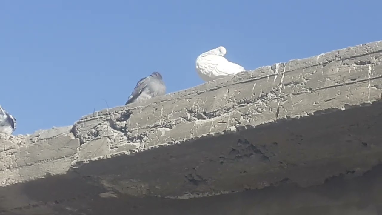 ٢ فبراير ٢٠٢٦