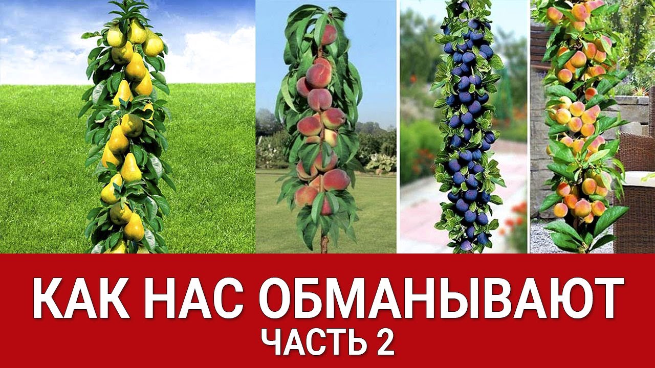 КАК НАС ОБМАНЫВАЮТ - ЧАСТЬ 2