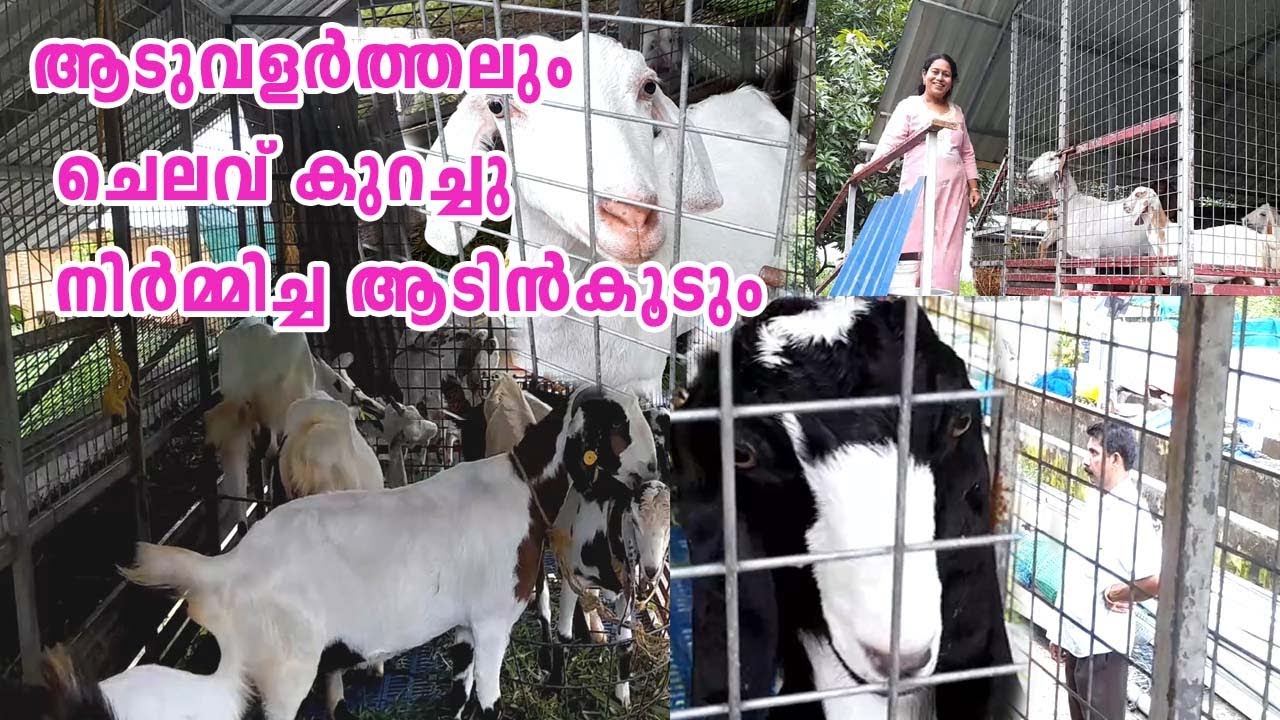ആടുവളർത്തലും ചെലവ് കുറച്ചു നിർമ്മിച്ച ആടിൻകൂടും Goat Farming Kerala Goat Meal