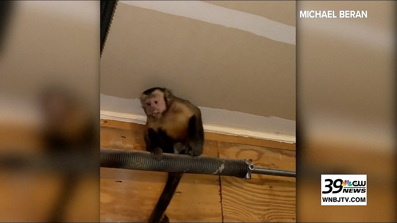Monkey breaks into garage, caught by “Bare Hands” expert
