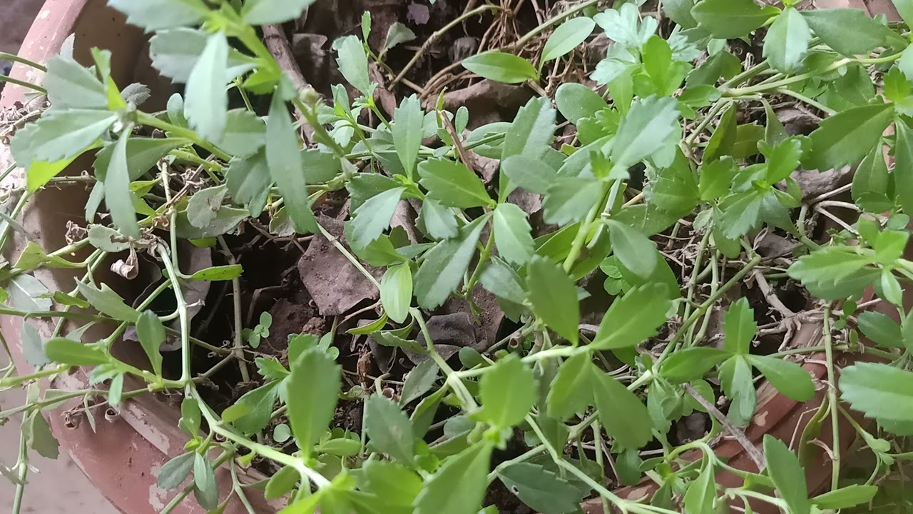 பொடுதலை கீரையின் மருத்துவ பயன்கள் 🌿PODUTHALAI KEERAI 🌿🌿 Benefits of TURKEY TANGLE FROGFRUIT🌿