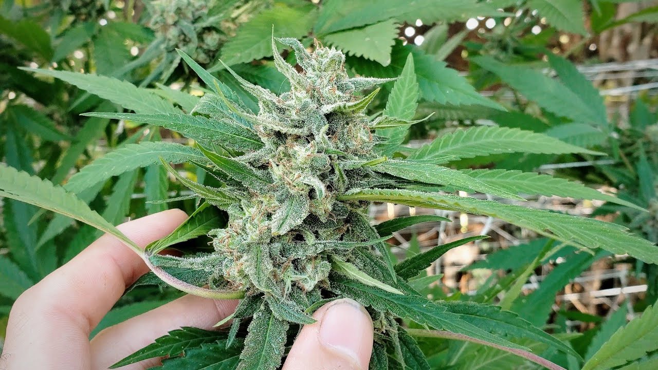 2022 Outdoor Cannabis Garden Tour | Garden Update [#16]