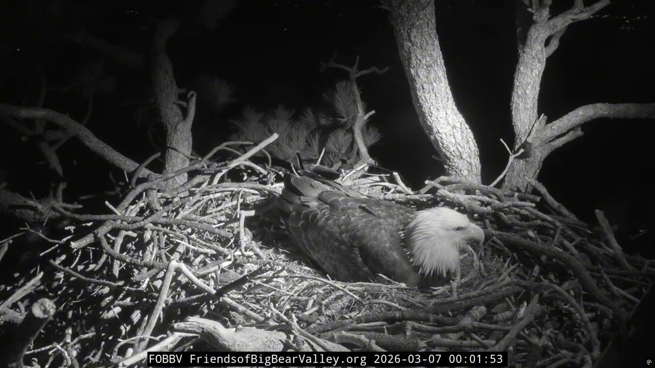 Shadow at Night Is the Cutest Thing You Will See Today — Incubation Duty Never Looked So Adorable 🥚🌙
