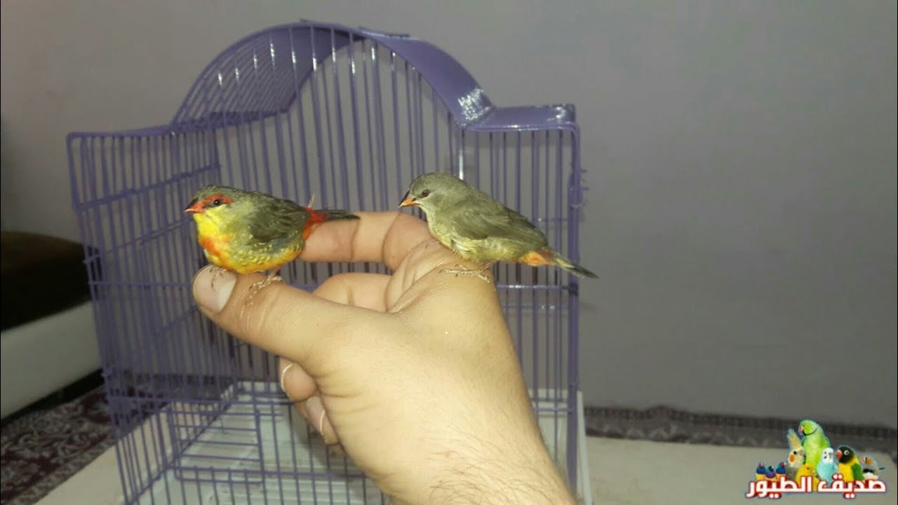 أشتريت أصغر نوع من عصافير الزينة وطلعو اليفات 😅