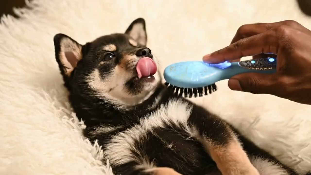 Paw Relaxation ASMR : Grooming my beloved Shiba Inu.