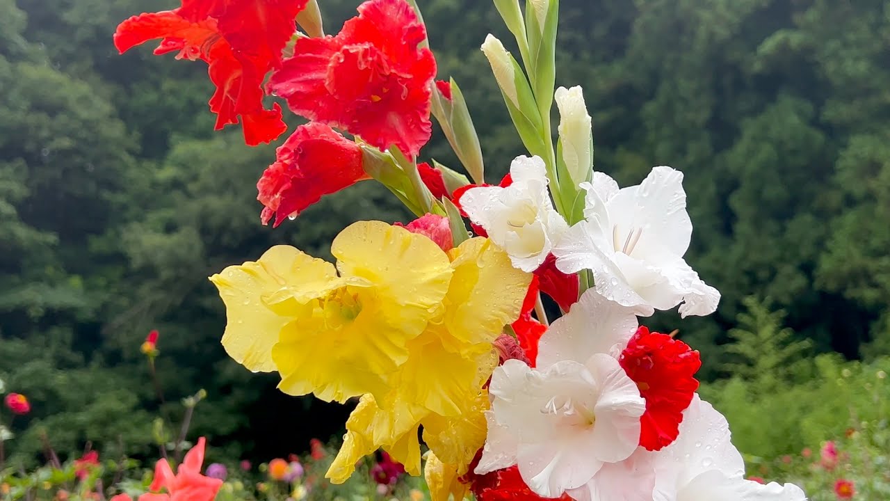 2022/07/12　小雨・撮り頃です！　夏の瀬田ダリア園　その８　〜愛媛県八幡浜市〜