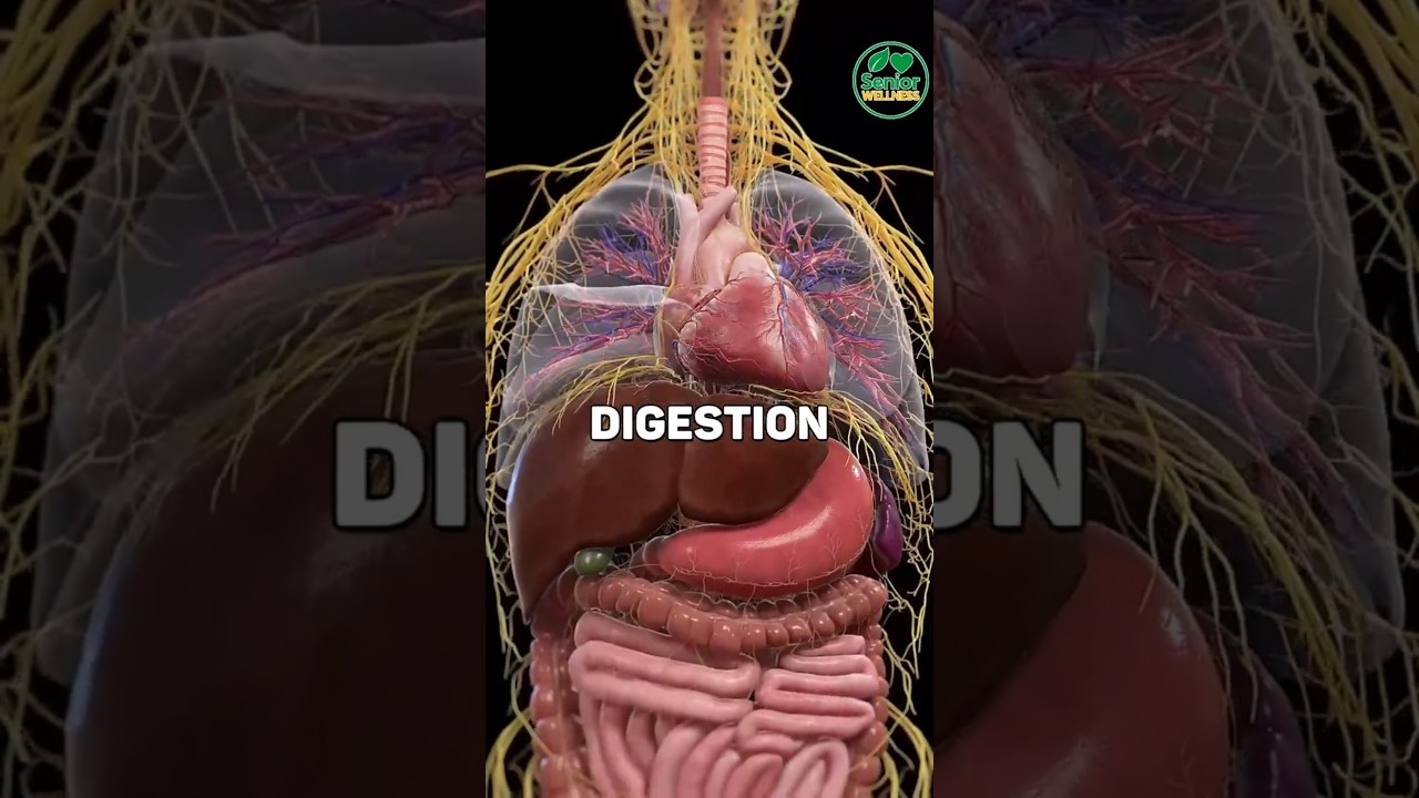 The Best Food for Senior Gut Health and Energy! 