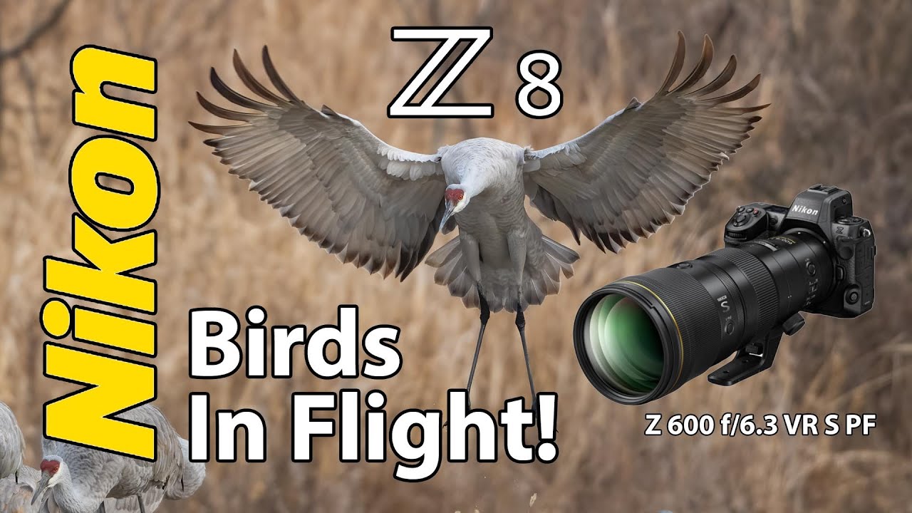 Nikon Z8 Birds in Flight with 600 f/6.3 VR or 600 PF Lens!  Bird Photography Sandhill Crane