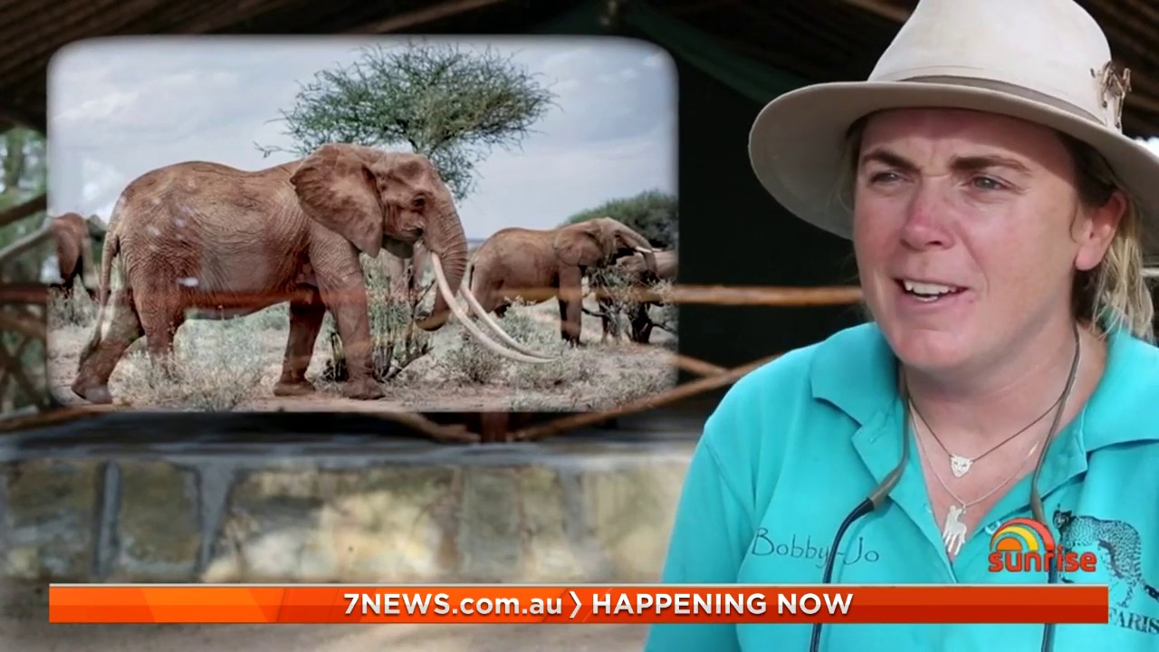 Dubbo's Askari Project helping conserve the 'big tuskers' in Kenya’s Tsavo National Park | Sunrise
