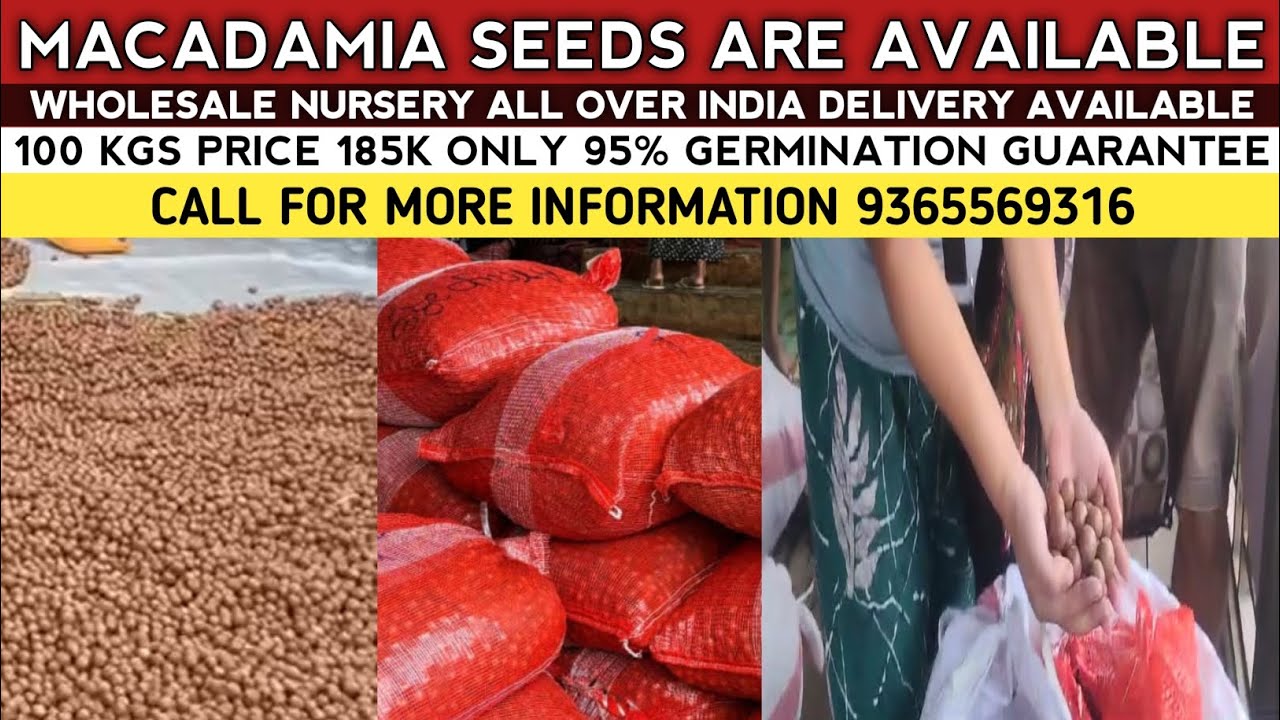Macadamia seeds are available, macadamia nut seed wholesale nursery, macadamia nut seed best quality