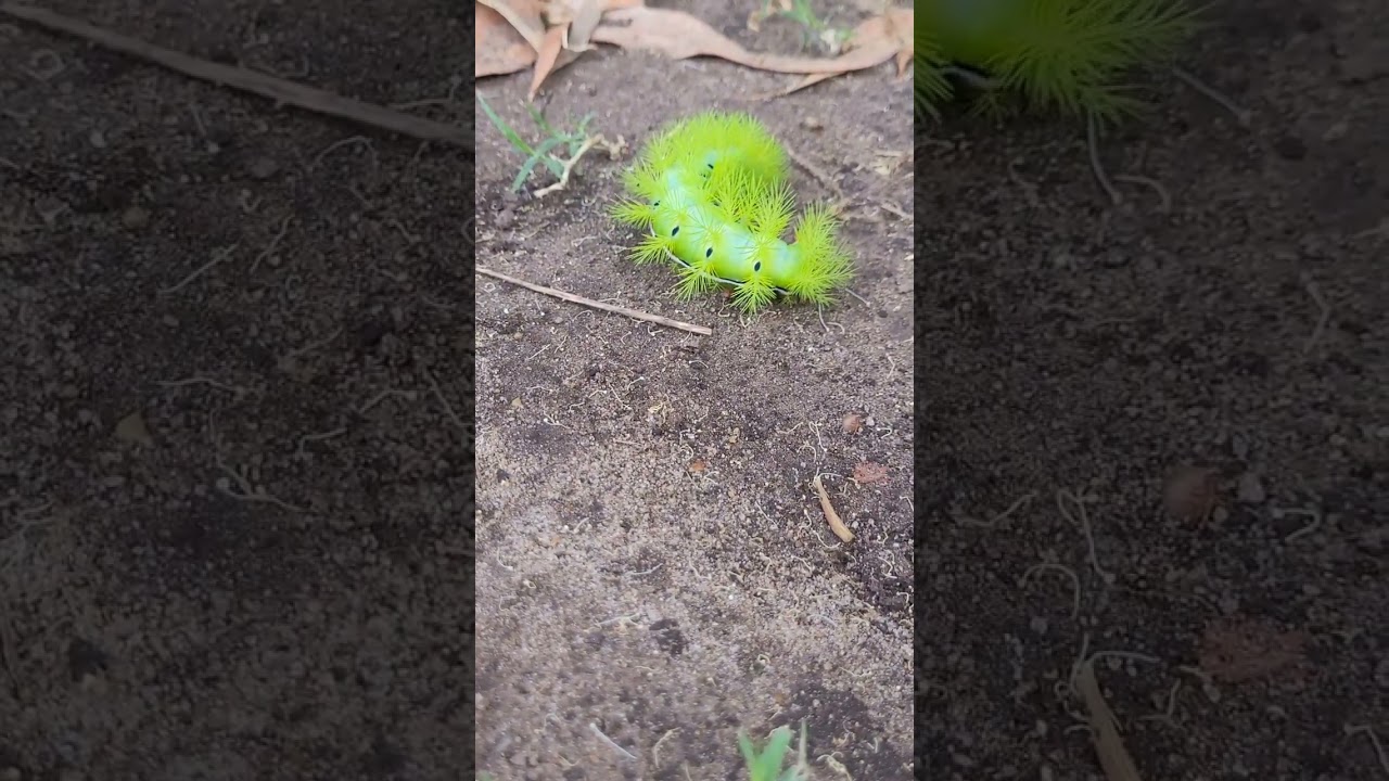 Oruga verde