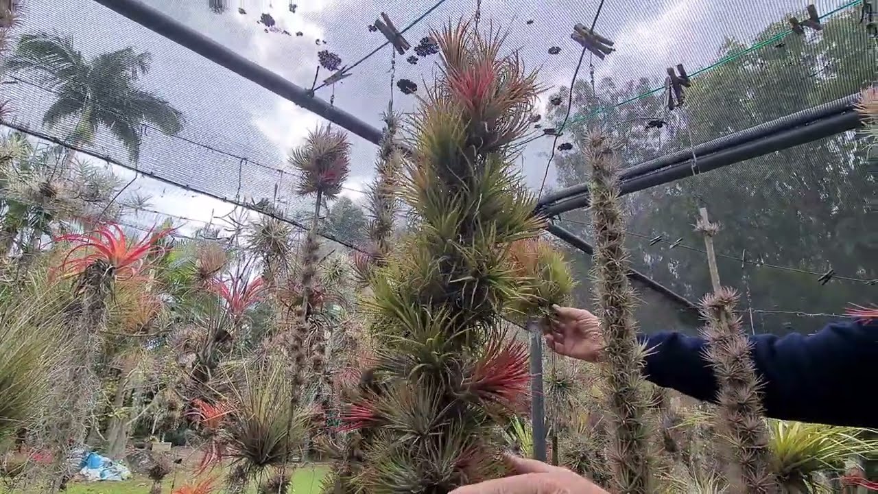Tour of Ionantha Heaven - The Garden of Gary May Part 2