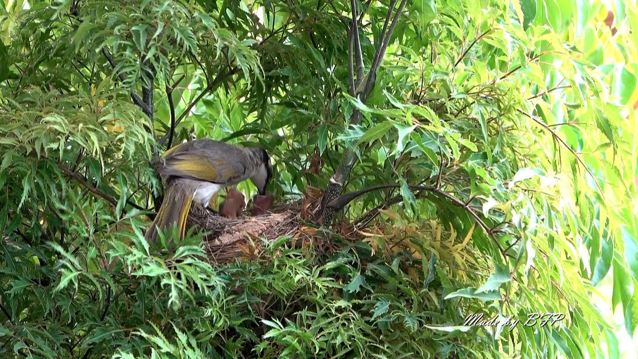 白頭翁餵食雛鳥/Light-vented Bulbul Feeding Babies