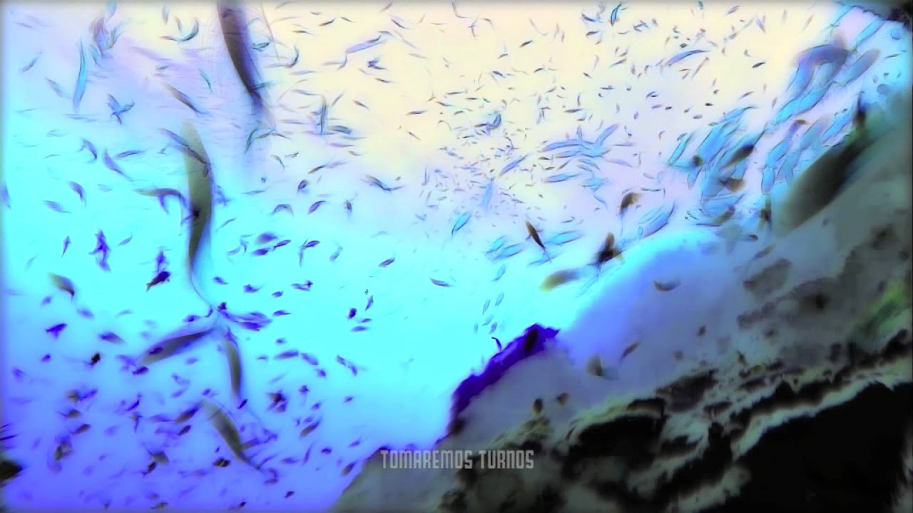 Pixies - Monkey go to heaven (subtitulada en español)