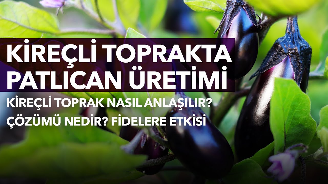 Kireçli Toprakta Patlıcan Üretimi - Toprak Kireçten Nasıl Aşındırılır? Toprak Analizinin Önemi