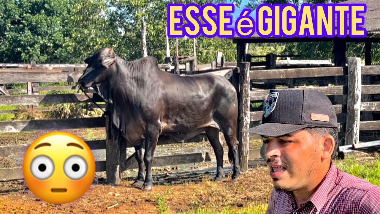 VIAGEM A TRABALHO E ENCONTREI UM BOI GIGANTESCO/ELES JÁ FORAM DOMADOS,MAS NÃO DEITA 🤠