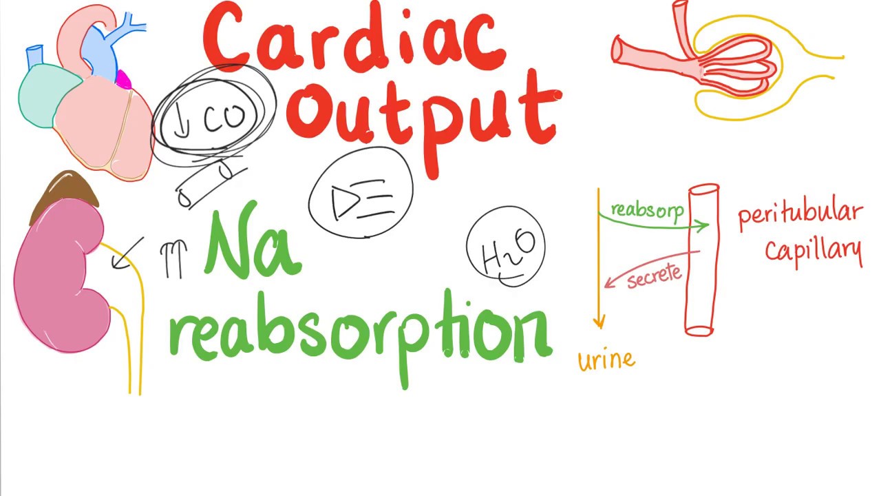 Cardiac Output and Sodium Reabsorption - How your Kidneys respond - Physiology