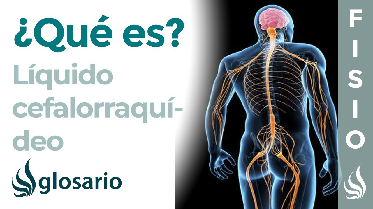 LÍQUIDO CEFALORAQUÍDEO | Qué es, dónde se encuentra, función y alteraciones