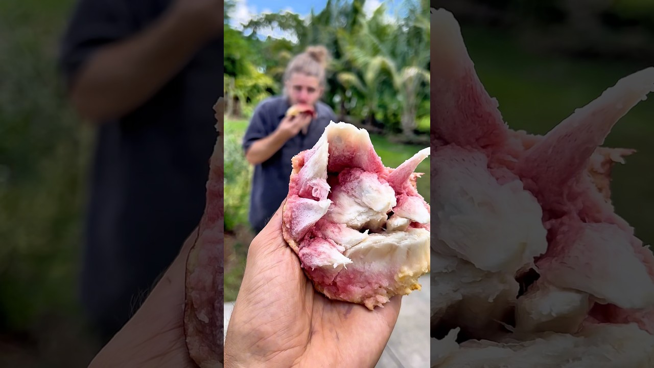 RED CUSTARD APPLE #farming #harvest #nature