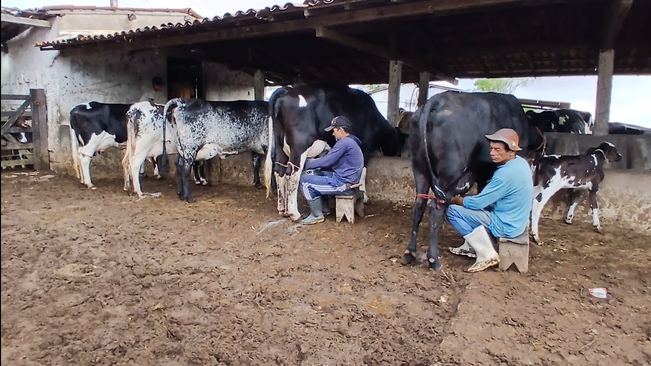 FOI VISITAR A FAZENDA DE SEU MANOEL E MOSTRANDO AS VACAS QUE TA DISPONÍVEIS 28 de outubro de 2025
