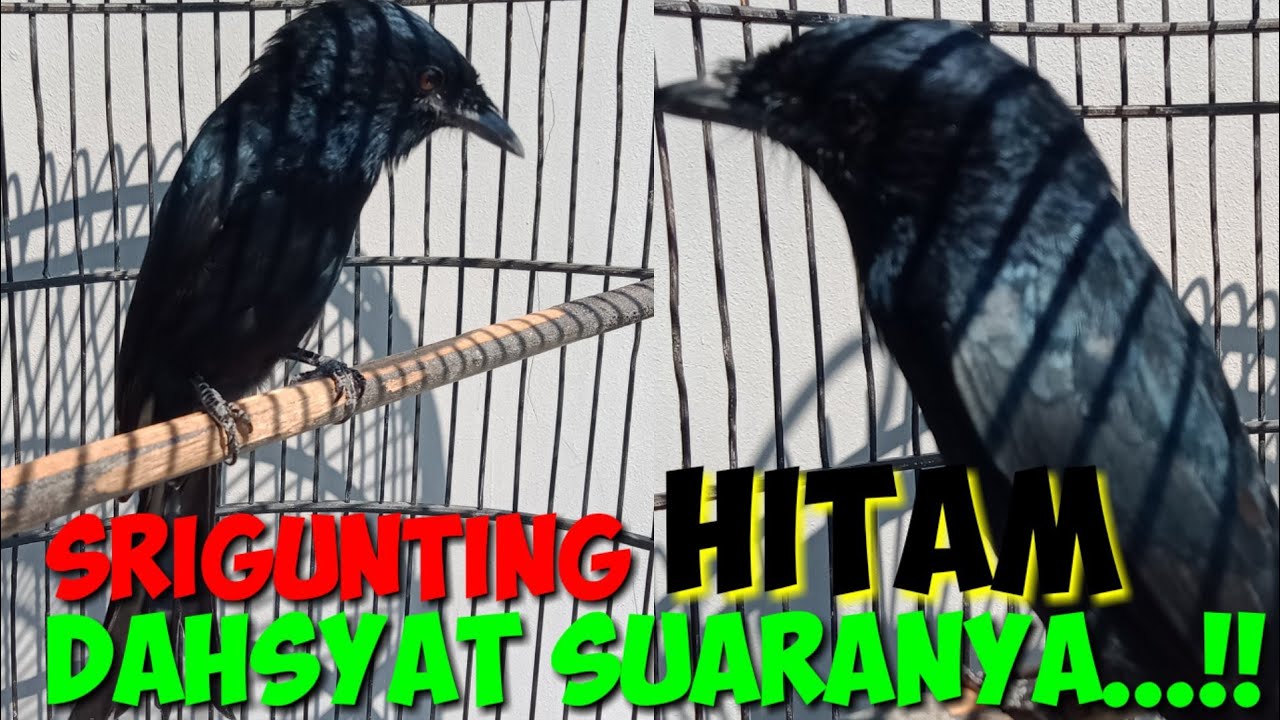 Burung Srigunting Hitam Gacor Suaranya Unik Variasi || Burung Saeran Jawa Barat